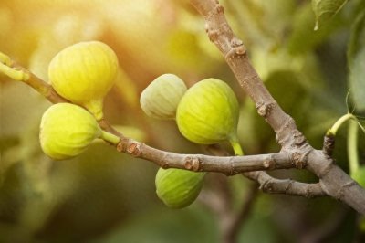 ​农村老人说无花果树是“凶树”，不能栽植院内，为什么