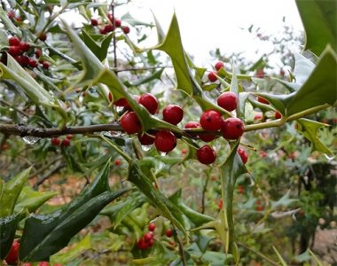 ​生于山谷下，被称为“猫儿刺”，天冷结出“小红果”，如今有价值