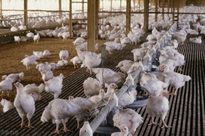 ​“速成鸡”到底是否安全？从出生30克到出栏5斤重，仅需40多天