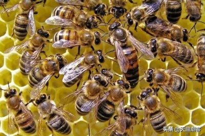 ​蜂后又叫蜂王 | 社会性昆虫蜜蜂群体中唯一能产卵的雌性蜂蜂王