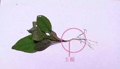 ​植物百科 | 了解植物大家庭（植物的根)