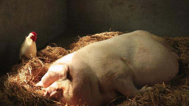 我国养猪业的发展史（我国近万年养猪史）(6)