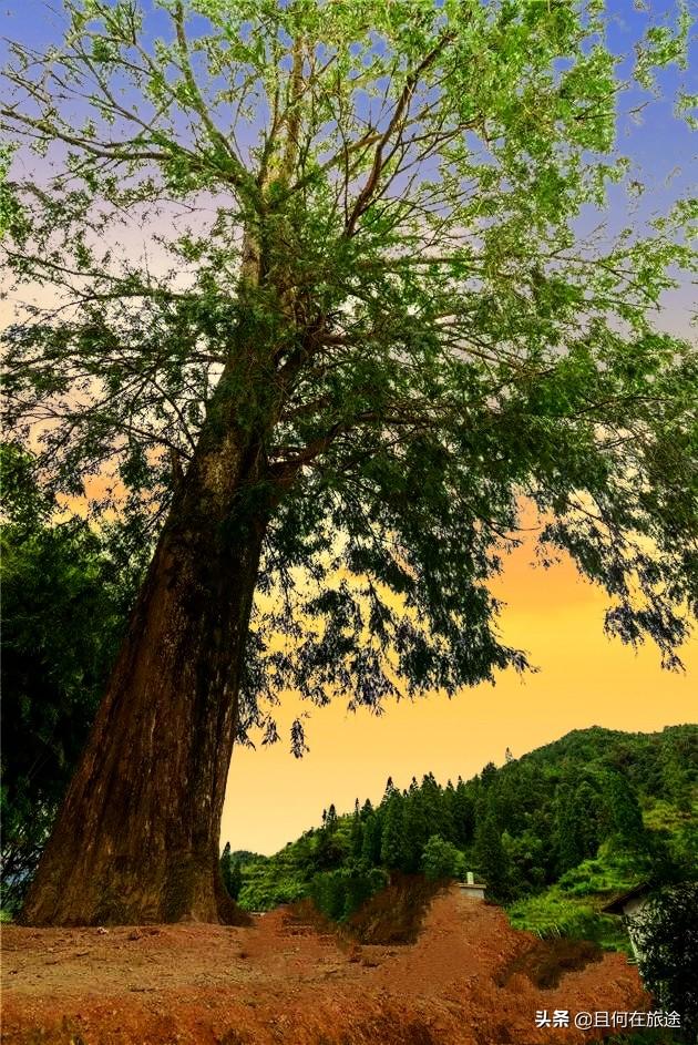 广东阳山第一峰风景（广东的最高山峰在阳山）(7)