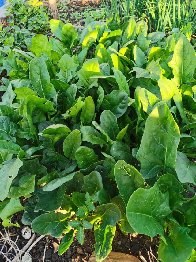 广州家庭常备应急物品储备清单（家庭常备应急物资也是一种社会责任）(6)