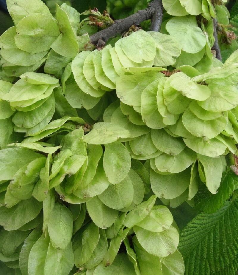 榆树市属于哪个市(吉林榆树属于哪个市)