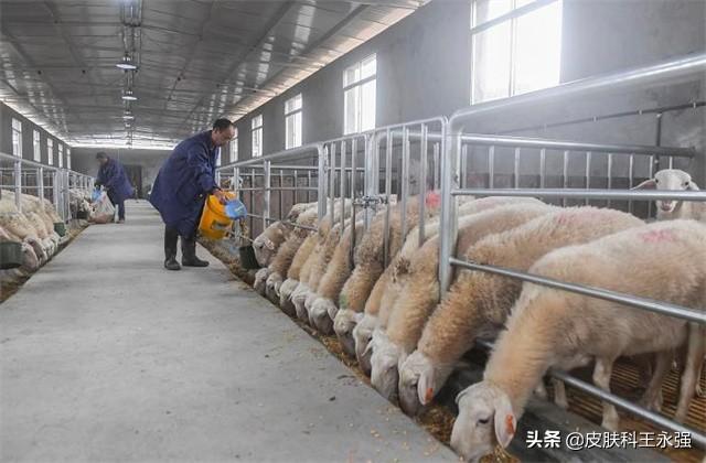 布病是什么病(布病是怎么传染的)(图4) 布病是什么病(布病是怎么传染的)(图4)