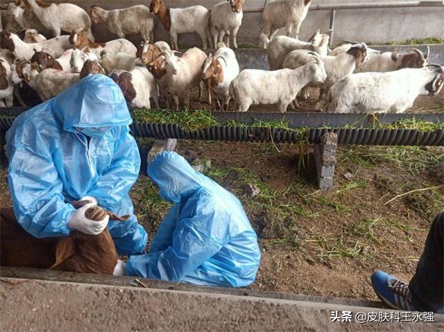 布病是什么病(布病是怎么传染的)(图6) 布病是什么病(布病是怎么传染的)(图6)