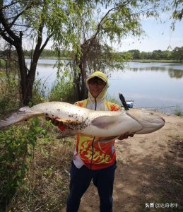 ​一款钓草鱼、青鱼好用的玉米制作配方，便宜又能上大鱼