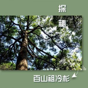 ​探秘百山祖冷杉