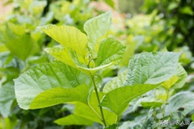 ​柘木又名桑柘木：十大珍贵名木之一，若家乡有保护好，别随意破坏