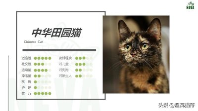 ​中华田园猫丨玳瑁猫