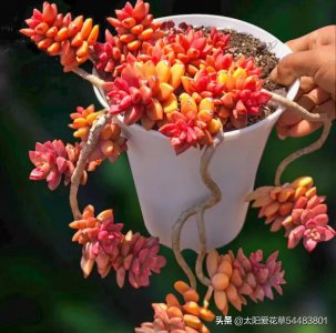 ​姬胧月皮实好养，养成老桩也不难，造型霸气颜值高，太漂亮了