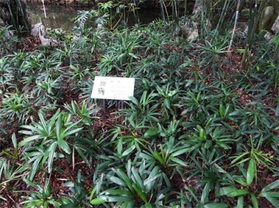 ​花木春秋188：棕竹 | 你愿意“盘”它吗？