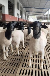 ​常见的全国各地22种羊的品种，附图鉴,看看你能认识几种！