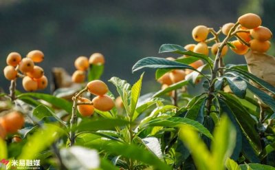 ​米易枇杷 春天的第一口香润