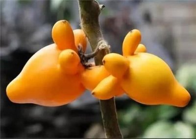 ​黄金果果实经久不变色，金光灿灿，象征财运高照