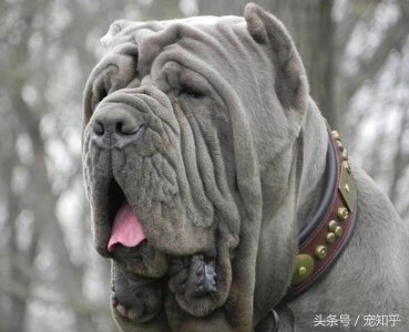 ​禁犬三巨头之一「意大利獒犬——纽波利顿」