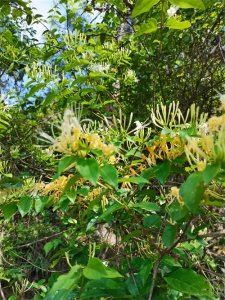 ​中药里的“全身是宝”系列之（七）——忍冬