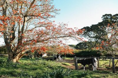​你看看人家的奶牛：澳洲牧场的牛奶特别香醇