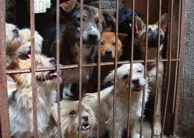 ​国家建立流浪动物收养中心，建设社会文明的必要举措！