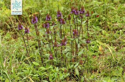 ​农村常见的中草药——夏枯草
