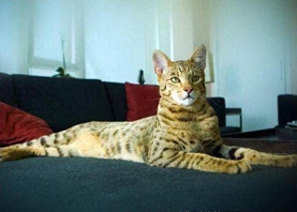 全球仅有一百只酷似迷你豹的阿瑟拉猫，你见过吗？
