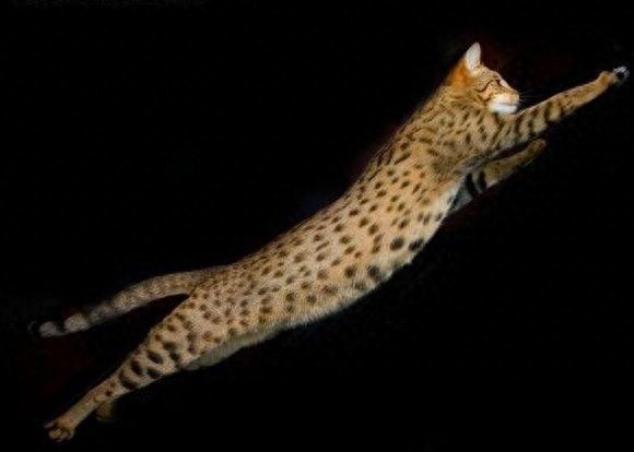 全球仅有一百只酷似迷你豹的阿瑟拉猫，你见过吗？