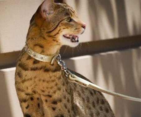 全球仅有一百只酷似迷你豹的阿瑟拉猫，你见过吗？