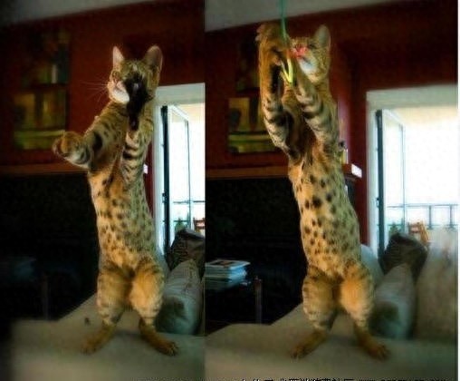 全球仅有一百只酷似迷你豹的阿瑟拉猫，你见过吗？