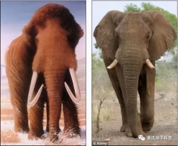 ​大象的起源与演化