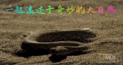 ​筋肉刺客——猎蝽 Platymeris