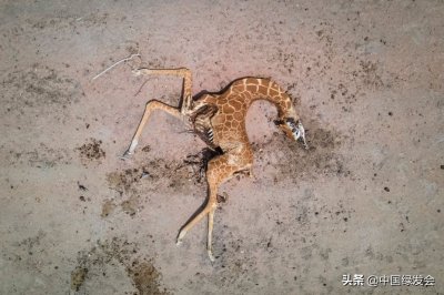 ​如何拯救处于反复干旱中的东非野生动物｜绿会国际讯