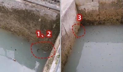 ​湖北一水池惊现“鸡冠蛇”，能以各种毒物为食，远攻近攻随意切换
