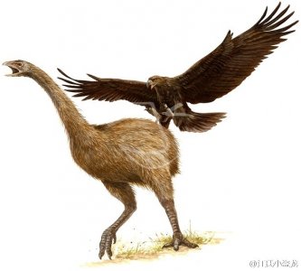 ​哈斯特鹰：新西兰的天空统治者