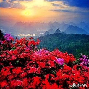 ​啼血杜鹃映山红