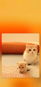 ​十张可爱的猫咪壁纸，“撸猫一族”的最爱，赶紧收藏吧！