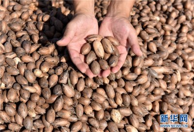 ​小小碧根果 致富“金果果”