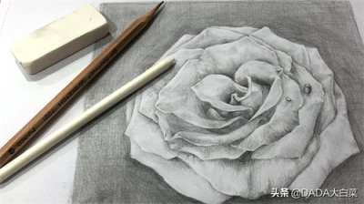 ​玫瑰花 | 素描绘画过程分享