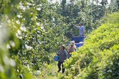 ​（经济）河北玉田：荒山综合开发助力乡村振兴