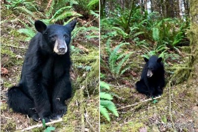 ​好心害死熊，游人常喂食黑熊致其留恋公园，美国动物部门无奈枪杀