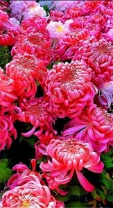 ​秋菊：傲立秋日的璀璨