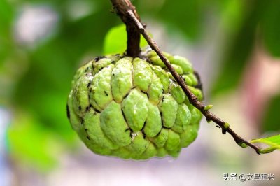 ​在海南，这个叫做“番荔枝”