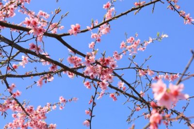 ​最美人间四月天