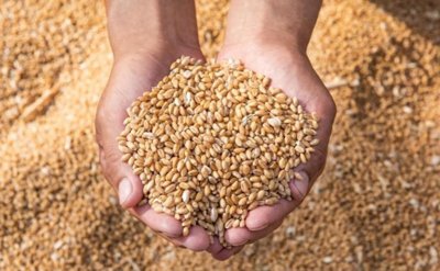 ​小麦价格一路飙升，现在小麦多少钱一斤？3月小麦最新行情走势