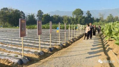 ​【全面推进乡村振兴】云南雪茄烟叶开发与应用交流 共绘云南雪茄烟叶发展蓝图