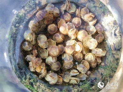 ​中国鲎幼鲎数量大增，保护区生态环境逐步改善！