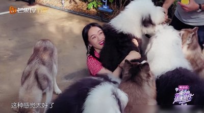 ​霍思燕晒萌宠天团！九犬齐聚，打造独家星光动物园