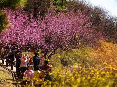 ​北京市属公园推35处清明赏花胜地