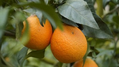 ​晴隆县鸡场镇：40多亩果冻橙迎来甜蜜丰收