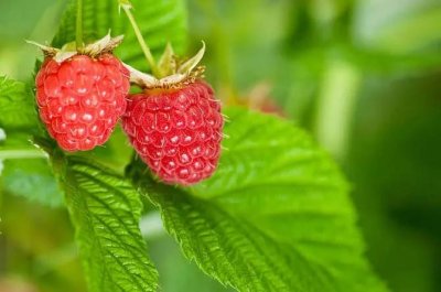 ​物以稀为贵，冷门水果系列—树莓